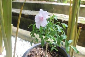 Nahaufnahme von schönen rosa Laubenrebenblumen im Garten auf unscharfem Hintergrund. Der lateinische Name ist pandorea jasminoides. für Naturhintergründe verwendet. foto