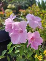 Nahaufnahme von schönen rosa Laubenrebenblumen im Garten auf unscharfem Hintergrund. Der lateinische Name ist pandorea jasminoides. für Naturhintergründe verwendet. foto