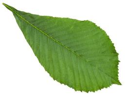 Aesculus Rosskastanie grünes Blatt isoliert foto