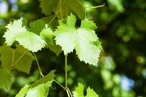 Weinrebe im grünen Weinberg foto