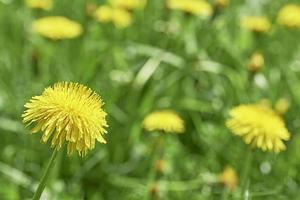 Löwenzahn auf der Wiese foto