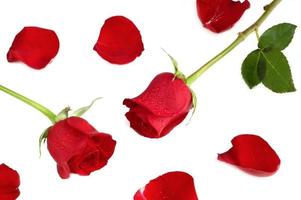 schöne rote Rosen foto