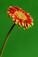 schöne Gerbera-Blume foto