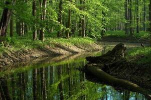 Frühlingswald und Fluss foto