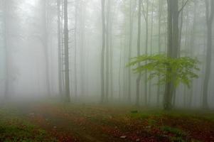 Buchenholz im Wald foto