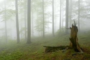 Buchenholz im Wald foto