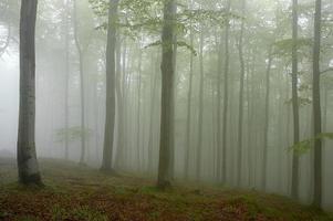 Buchenholz und Nebel foto