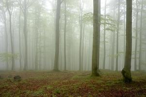 Buchenholz und Nebel foto