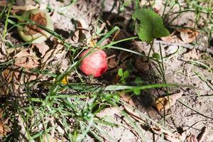 gefallene reife Äpfel auf trockenem Boden foto