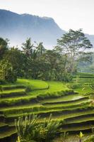 Bali Reisfelder