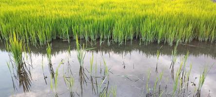 Grüne Reispflanzen mit Wasserpfützen darin sehen wunderschön aus foto