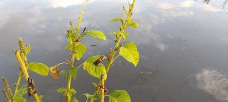 grüne Spinatblätter auf grünem Pfützenhintergrund foto