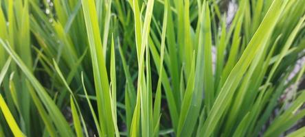 Grüne Reispflanzen mit Wasserpfützen darin sehen wunderschön aus foto