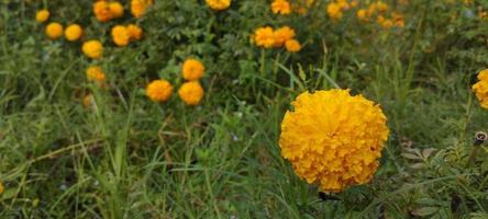 Gumitir-Blüten mit ähnlichen Pflanzen sind sehr schön foto