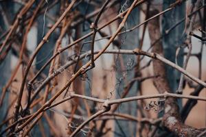trockene Weinzweige. Herbst oder Winter in Weinbergen. Hecke aus getrockneten, gedrehten Zweigen. foto