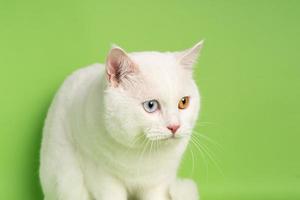 weißes Katzenbild mit zwei Augenfarben isoliert auf blauem Hintergrund foto