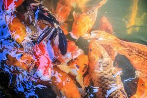 ausgefallene Karpfen-Koi-Fische im Teich foto