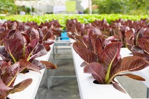 frische Bio-Rotblatt-Salatsalatpflanze im Hydroponik-Gemüse-Farmsystem foto