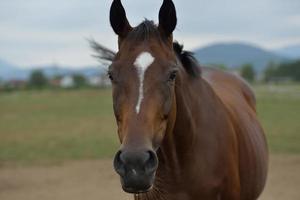 Pferd im Hochformat foto