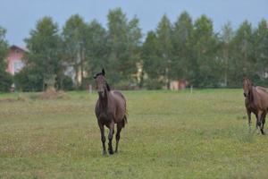 Pferd im Hochformat foto