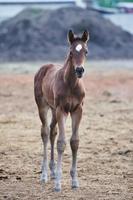 Blick auf das Babypferd foto