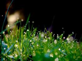 frischer blumen- und grashintergrund mit tauwassertropfen foto