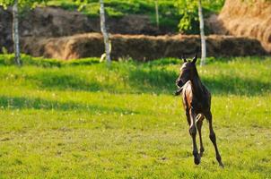 Blick auf das Babypferd foto