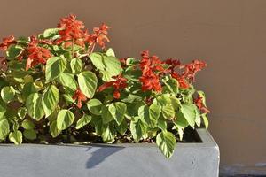 Blumenbeete mit hellen Blumen im Sommer in der Stadt. Topfblumen in der Sommerstadt. foto