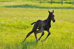 Pferd im Feld foto