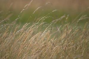 Wind im Gras foto