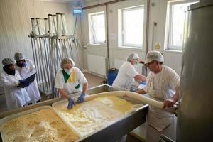Arbeiter bereiten Rohmilch für die Käseherstellung vor foto