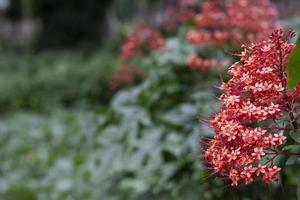 rote pagodenblüte im garten auf unscharfem naturhintergrund mit freiem raum, ist ein thailändisches kraut, indem die wurzel verwendet wird, um das gift zu heilen. foto