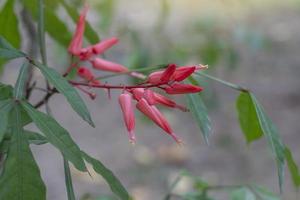 rote Blume von Bitterholz oder Quassia-Blüte ist thailändisches Kraut. Die Eigenschaften der Wurzel sind fiebersenkend und verdauungsfördernd. foto