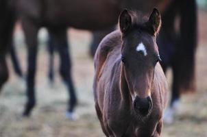 Blick auf das Babypferd foto