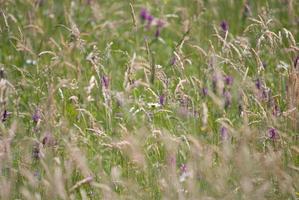 wilde Blumen Hintergrund foto