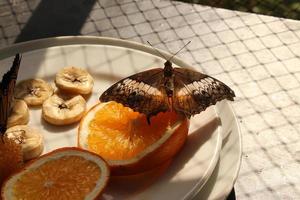"malaiischer Kreuzer" Schmetterling - vindula dejone foto