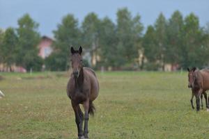 Pferd im Hochformat foto