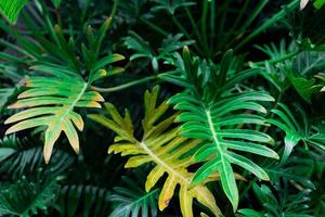 grüne Blätter für Hintergrund und Tapete. nahaufnahmenaturansicht des grünen blatt- und palmenhintergrundes. flache Lage, dunkles Naturkonzept, tropisches Blatt foto