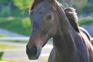 Pferd Naturansicht foto