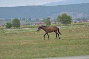 Pferd im Hochformat foto