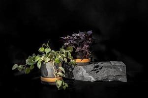 Designer-Pflanzer auf Stein mit schwarzem Hintergrund foto