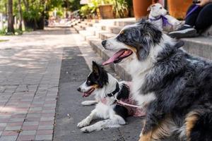 zwei Hunde zusammen. glücklicher Border-Collie auf der Straße, der Passanten beobachtet foto