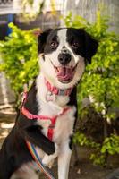 glücklicher hund auf der straße, der passanten beobachtet foto