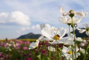 weiße Kosmosblume foto