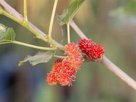 Maulbeere am Baum ist Beerenfrucht in der Natur foto