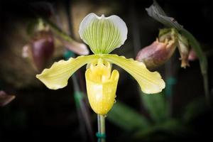 Nahaufnahme gelbes Paphiopedilum der Orchideenblüte foto