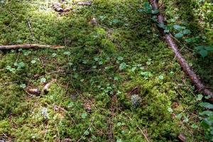 moosbewachsener Waldboden mit sonnigen und schattigen Plätzen foto