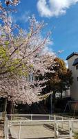 Kirschblüten blühen in einem Park in Osaka. foto