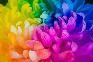 nahaufnahme der regenbogenchrysantheme die neuen innovativen pflanzen aus den niederlanden. foto