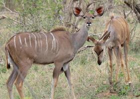 ein Nahaufnahmefoto einer größeren Kudu-Kuh, die das Kameraobjektiv untersucht. und eine jüngere Kuh, die neben ihr weidet.
